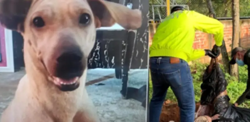 Video muestra brutal ataque a perrita en Bucaramanga: dueño la enterró tras matarla