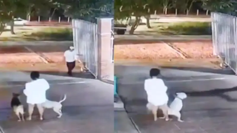 Video viral muestra ataque fatal de pitbull a Yorkie en Barranquilla