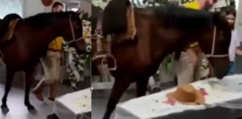 Yegua irrumpe en funeral en Brasil y se despide de su dueño junto al ataúd
