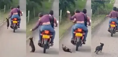 Abandonan a perrito en vía de Caquetá: radican querella por maltrato animal