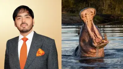 Anant Ambani ofrece trasladar 80 hipopótamos de Colombia a India