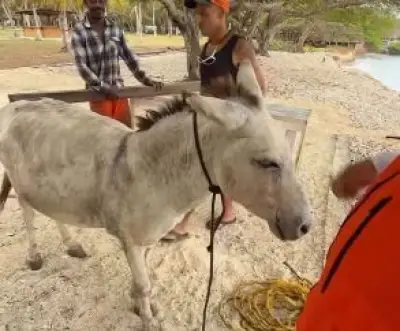 Apolo, el burro rescatado del maltrato en Islas del Rosario, inicia nueva vida en Cartagena