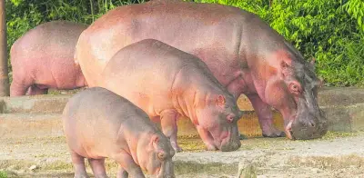 AZCARM desmiente a MinAmbiente y pide no sacrificar hipopótamos de Escobar
