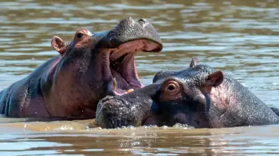 Bióloga advierte que eutanasia y caza son únicas opciones para controlar hipopótamos en Colombia