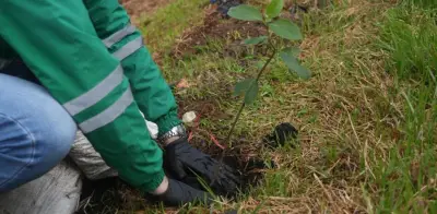 Bogotá supera meta de restauración en humedal de Techo: sembraron 3.601 árboles