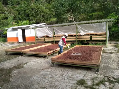 Cacao santandereano crece 124% en exportaciones y lidera economía regional