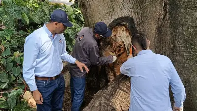 Cali interviene tres árboles emblemáticos para salvarlos de hongos y plagas