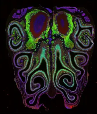 Científicos crean el primer mapa detallado del olfato en la nariz