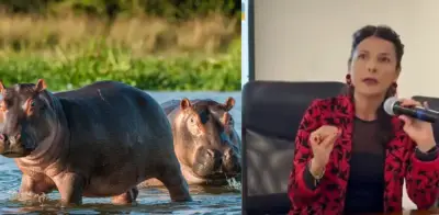 Colombia autoriza eutanasia de 80 hipopótamos para controlar especie invasora en Magdalena Medio