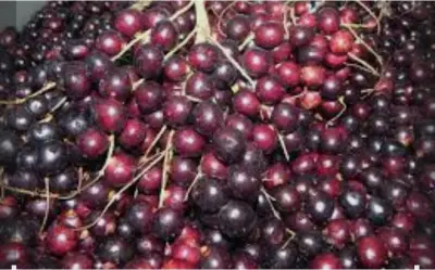 Corozo: el oro rojo del Caribe colombiano que debes conocer