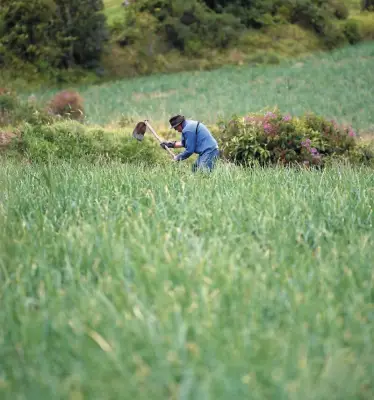 Corte Constitucional define que jueces civiles resolverán conflictos de tierras
