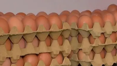 Crisis avícola en Santander: 57 millones de aves afectadas por bloqueos en protestas del predial