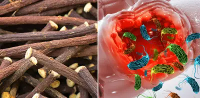 Descubren 'oro dulce' en el regaliz: compuesto prometedor contra el Crohn y la inflamación intestinal