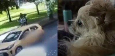 Dueña de perro atropellado en Bogotá exige arresto de taxista: 'Me aterra su inhumanidad'