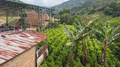 Escuela en Argelia, Cauca, siembra alternativas legales frente a cultivos de coca
