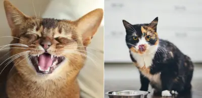 Estudio japonés revela que el olfato es clave en el apetito felino y cómo combatir el 'aburrimiento olfativo'