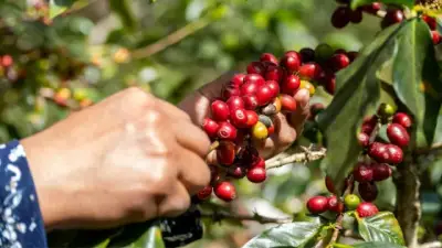 Exportaciones no mineras de Colombia crecen 9,5% en primer bimestre de 2026