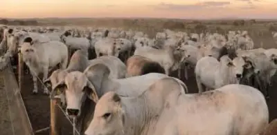 Fedegán rechaza propuesta de Petro sobre exportaciones de carne y atribuye alza de precios a mayor consumo