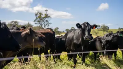 Feria Ganadera de Córdoba: Apuesta clave para reactivación tras emergencia departamental