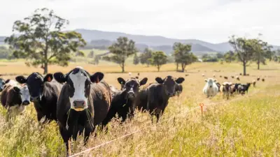 Ganaderos del Caribe rechazan propuesta de Petro de frenar exportaciones de carne