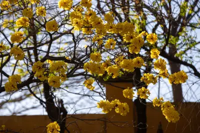 Guayacán amarillo: el árbol que tiñe de oro los paisajes de Colombia