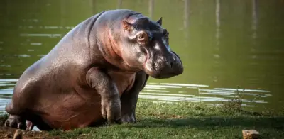 Juzgado avala sacrificio de hipopótamos en Colombia por emergencia ambiental