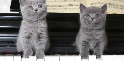 La música clásica reduce anestésicos en cirugías de mascotas y acelera su recuperación