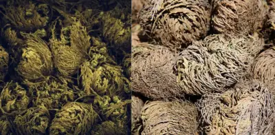 La Rosa de Jericó: la planta que 'finge' estar muerta y revive tras 15 años seca