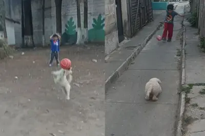 Lunita, la perrita guatemalteca que se volvió viral en TikTok por sus atajadas de fútbol