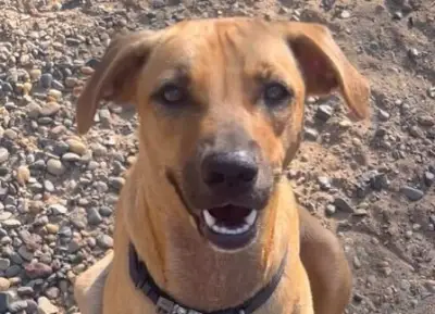 María Paz, la perrita criolla que espera un hogar en Barranquilla tras casi un año en fundación