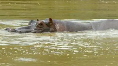 Ministra de Ambiente explica eutanasia a 80 hipopótamos de Pablo Escobar por mutaciones genéticas