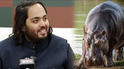 Multimillonario indio ofrece salvar 80 hipopótamos en Colombia