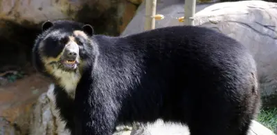 Oso de anteojos avistado en La Calera: autoridades emiten guía de protección