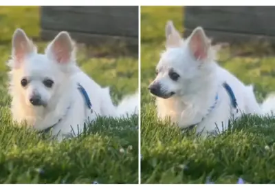 Perro anciano salvado de eutanasia encuentra nueva familia