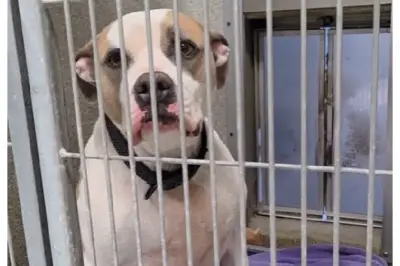 Perro con más de 800 días en refugio es adoptado junto a otro can