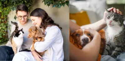 Plataforma en Bogotá ayuda a encontrar mascotas perdidas