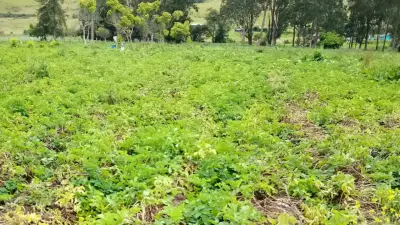 Programa ABRIGUE transforma economías rurales con ciencia y sostenibilidad en Colombia