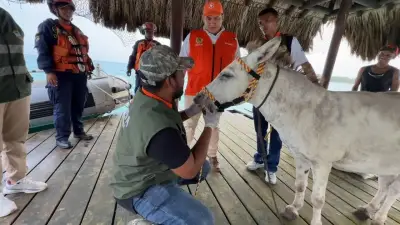 Rescatan a burro maltratado en Isla Grande: vivía en total abandono