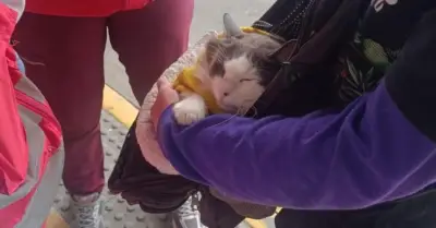 Rescatan gato utilizado para mendicidad en TransMilenio tras operativo conjunto del IDPYBA y Policía