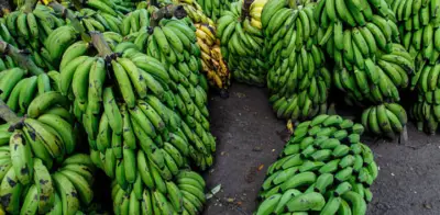 Revaluación del peso colombiano amenaza competitividad del sector bananero exportador