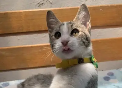 Tatuajes solidarios financiarán esterilización de más de 1.000 animales en Córdoba