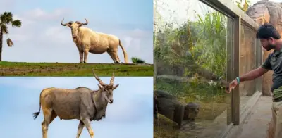 Vantara: el centro indio que salvaría a 80 hipopótamos de Pablo Escobar