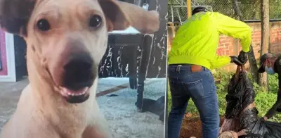 Video muestra brutal ataque a perrita en Bucaramanga: dueño la enterró tras matarla