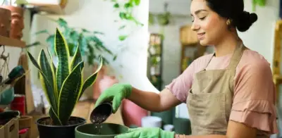 Vinagre blanco en lengua de suegra: beneficios, usos y aplicación correcta en casa