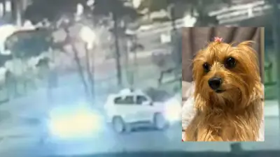 Violento atraco en Fontibón: roban camioneta y secuestran a perrita yorkie que necesita medicamentos