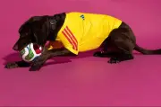 Adidas lanza ropa para perros de selecciones mundialistas