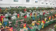 Asocolflores prioriza mantener 240 mil empleos formales en floricultura colombiana