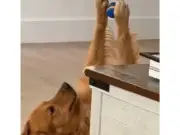 Astro, el Golden Retriever que se volvió viral por imitar posturas de pilates en TikTok