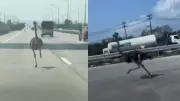 Avestruz escapa y corre por autopista tailandesa causando sorpresa y caos vial