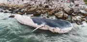 Ballena jorobada varada en Alemania logra liberarse tras tres semanas